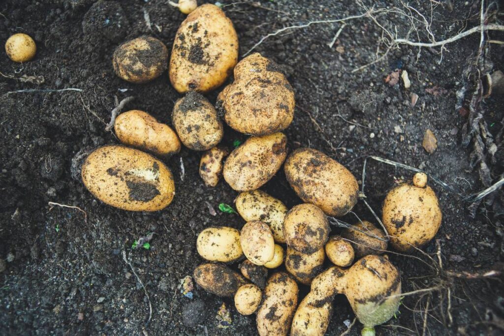 Peeler Safety Grip Potato How To: Master Control Without the Slip
