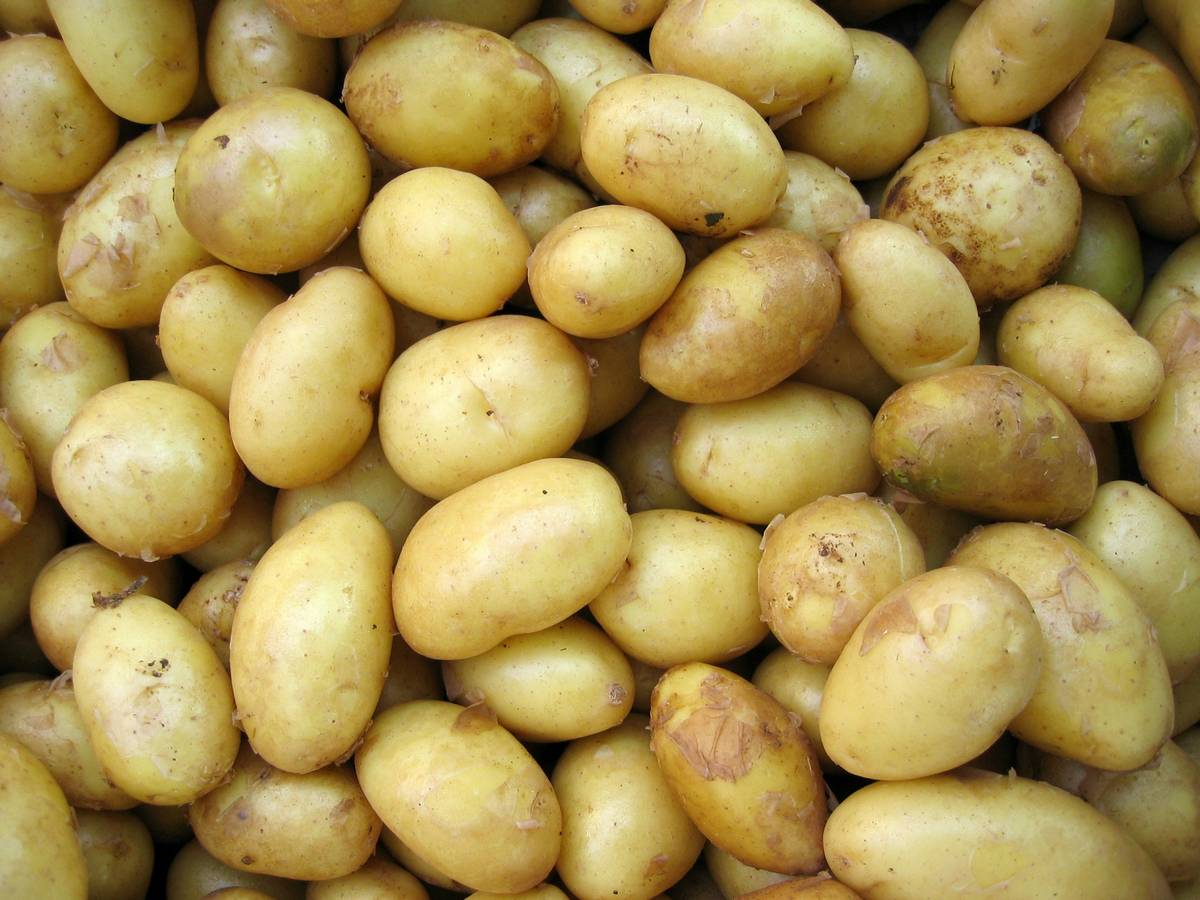 Professional chef demonstrating correct peeler blade material potato how to with multiple peelers