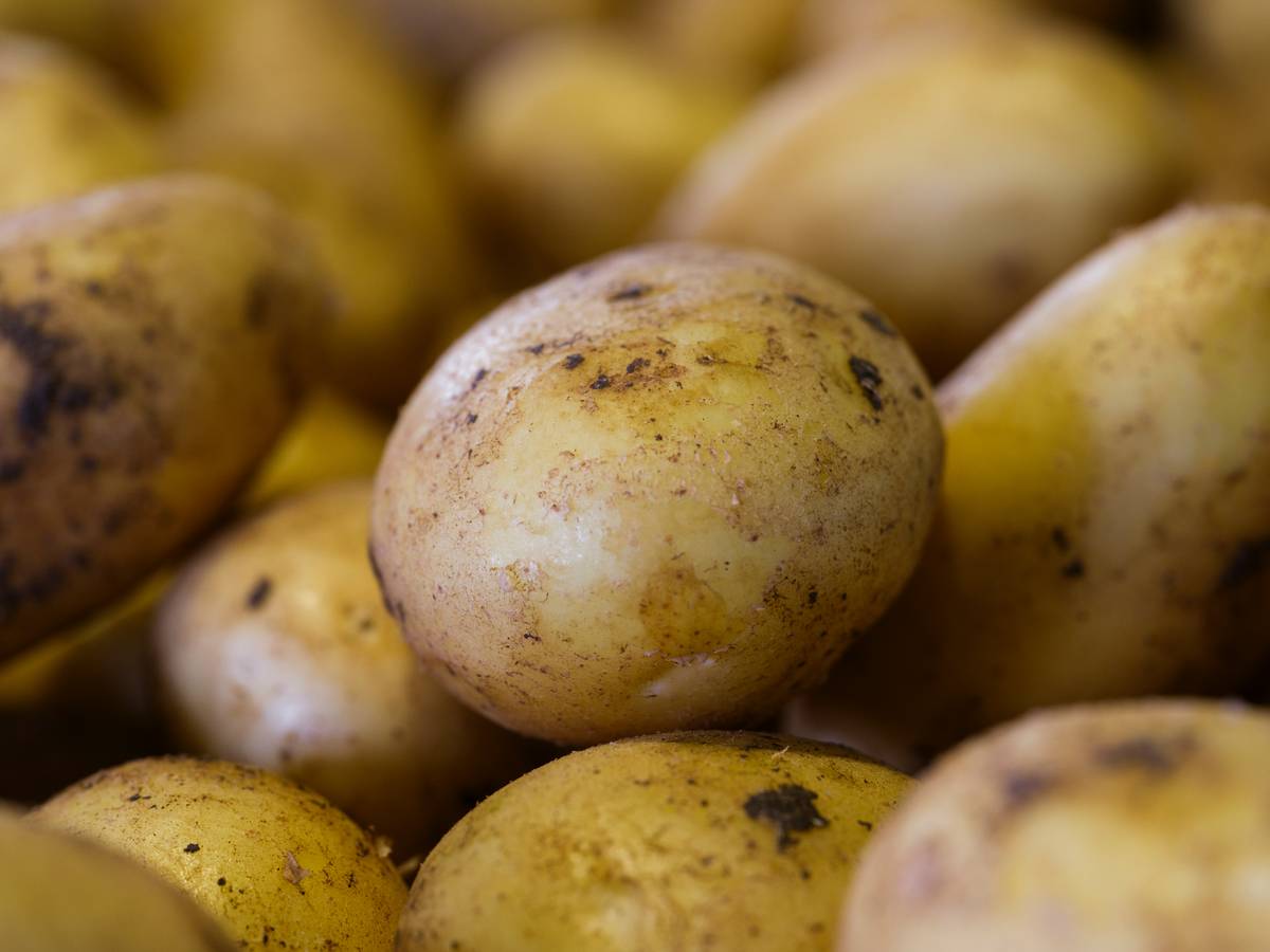 Side-by-side comparison of potato peeling results using different peeler blade material potato potatoe on types